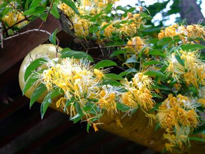 Lonicera Japonica
